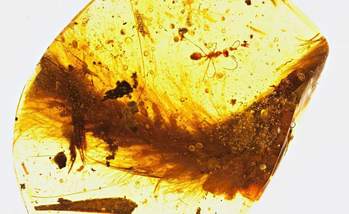 Phát hiện đuôi của khủng long 99 triệu năm tuổi được bảo toàn nguyên vẹn trong hổ phách