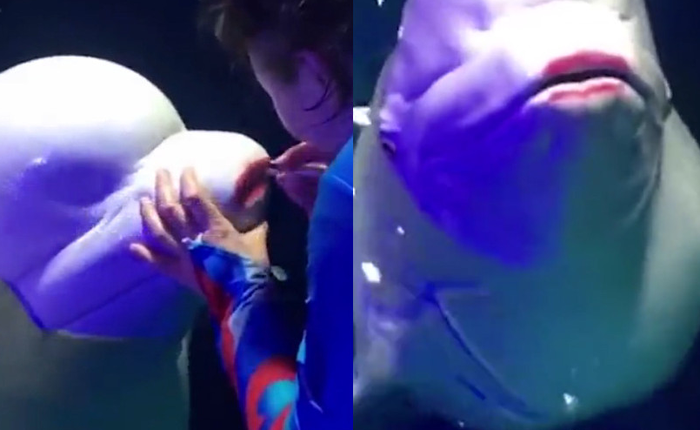 Bôi son cho cá voi trắng, thủy cung Trung Quốc hứng chịu vô số "gạch đá" từ Internet