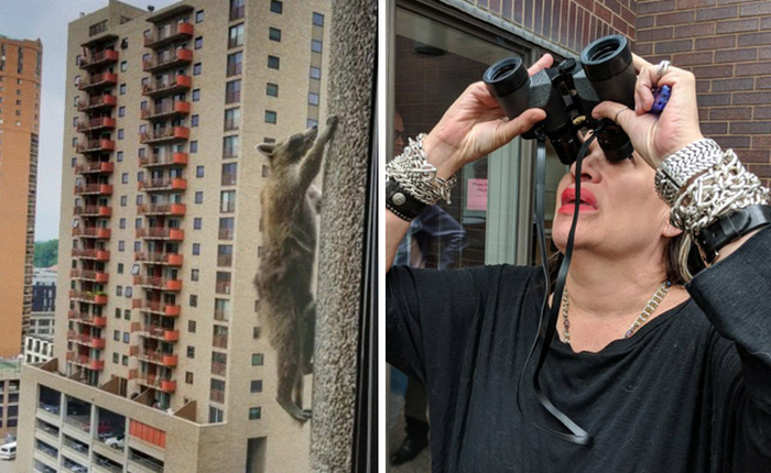 Internet nín thở dõi theo chú gấu mèo liều lĩnh leo lên tòa nhà chọc trời