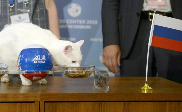 7 "tiên tri" động vật đã và đang gây sốt vì dự đoán đúng kết quả World Cup