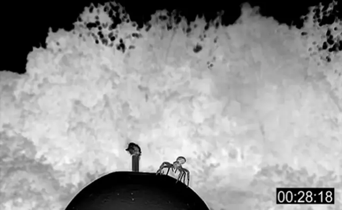 Tin buồn cho người sợ nhện: Chúng không chỉ biết bò, nhảy, mà còn có thể tung mình bay theo gió