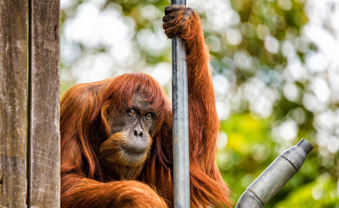 Để lại 11 đứa con và 54 cháu chắt, con đười ươi Sumatra già nhất thế giới qua đời ở tuổi 62