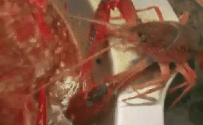 Sau khi tự phế một bên càng để thoát khỏi nồi lẩu, con tôm hùm đất được đem về nuôi như thú cưng