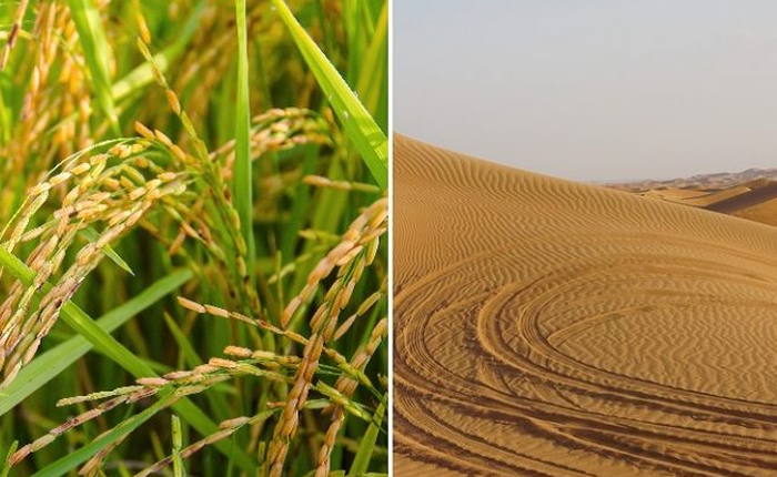 Các nhà khoa học canh tác và thu hoạch thành công lúa chịu mặn trên sa mạc Dubai
