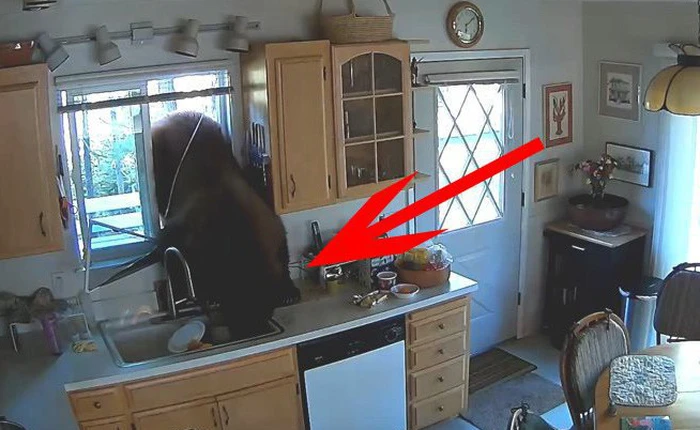 Bắt quả tang con gấu cao 2m, nặng 136kg lẩn nhà dân ăn trộm kẹo