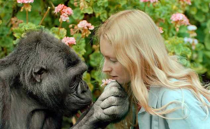 Koko - khỉ đột biết "nói chuyện" với con người đã qua đời ở tuổi 46