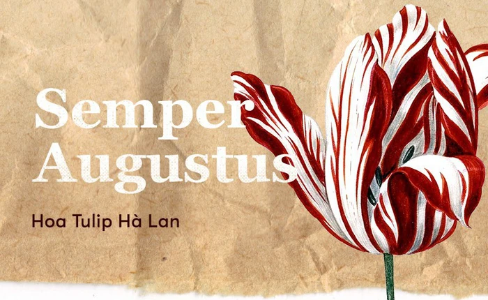 Một khóm hoa tulip dính virus đã tạo nên bong bóng tài chính nổi tiếng nhất lịch sử nhân loại như thế nào?