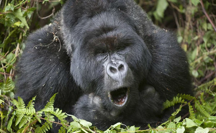 Anh em khỉ đột vừa ăn vừa hát, một nhà khoa học đã ghi âm trộm được vài bài