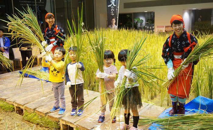 Công ty cho nhân viên trồng lúa trong văn phòng, cuối vụ đưa cả con đến gặt cho vui