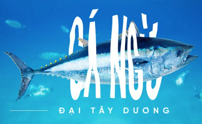 Các nhà khoa học đang thuần hóa cá ngừ vây xanh đang trong diện nguy cấp để có đủ nguyên liệu mà làm sushi