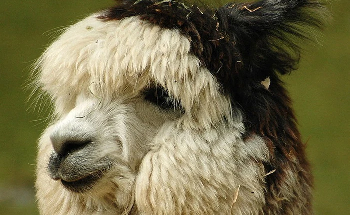 Chẳng có thứ lông tự nhiên nào "thần thánh" được như thế này: kháng cả lửa và nước, bền đến nỗi dùng để bện cầu treo