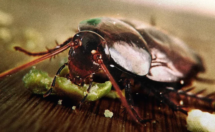 Các nhà khoa học chứng minh tai người là thiên đường của loài gián