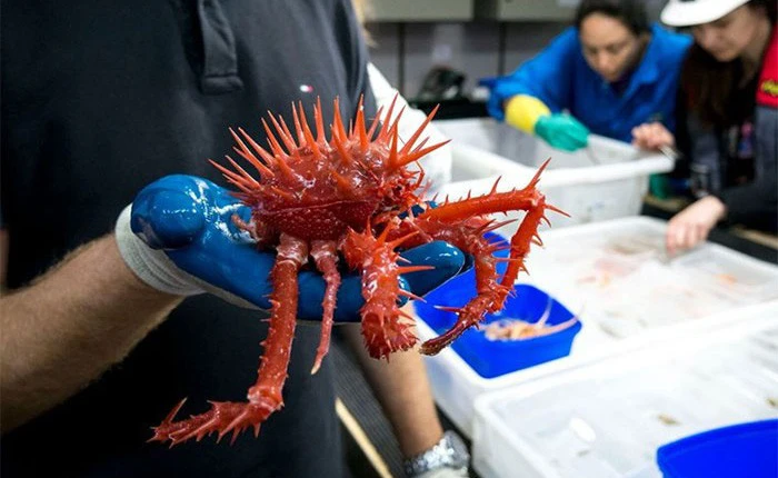 Ở độ sâu gần 5000m, đại dương ẩn chứa những sinh vật như bước ra từ phim kinh dị