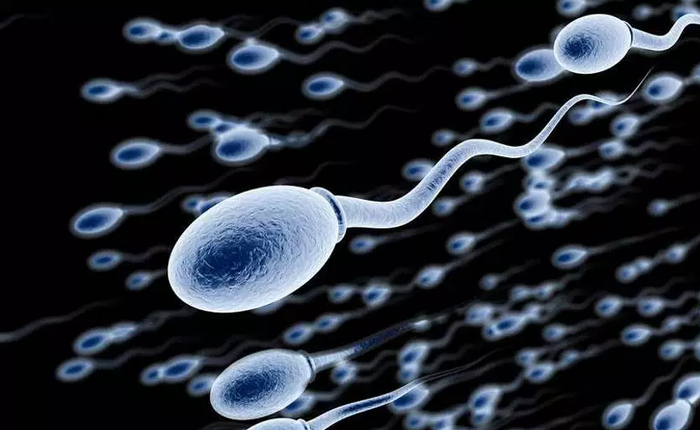 Ngân hàng tinh trùng Thượng Hải từ chối người hiến tặng có dấu hiệu rụng tóc hoặc béo phì