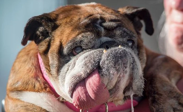 Chó bull "Xấu nhất Thế giới năm 2018' đã qua đời ở tuổi thứ 9