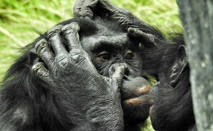 10 sự thật thú vị về động vật hoang dã mà chúng ta không được dạy hồi còn đi học