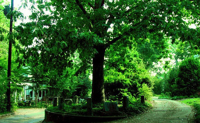 Ở Mỹ có một cây sồi "thừa kế" đất từ chính "cha" của nó, được luật pháp bảo vệ nên không ai dám động tới