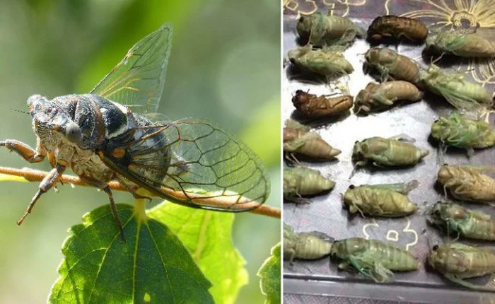 Trung Quốc kêu gọi người dân tăng cường ăn ve sầu để bảo vệ thảm thực vật