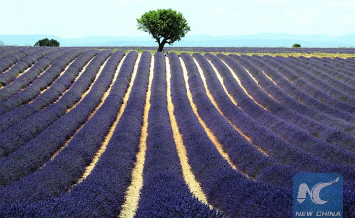 Israel đăng ký bằng sáng chế phát tán mùi hương bằng smartphone, sẽ bán trên toàn cầu