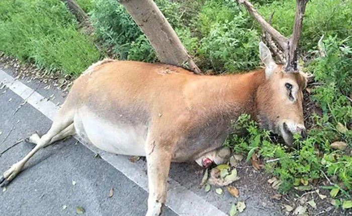 Trung Quốc: Du khách được chào mời ăn thịt nai, ngay cạnh khu bảo tồn nai