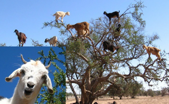 Khả năng bẻ cong tháp Eiffel và những “đặc sản” cực chất mà riêng mùa hè mới có