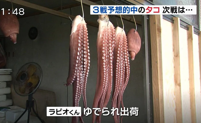 Tiên tri bạch tuộc vẫn phải vào nồi dù dự đoán chính xác 3 trận đấu của Nhật Bản tại World Cup 2018