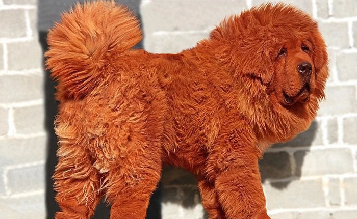 Là một trong những giống chó trung thành bậc nhất, tại sao ngao Tây Tạng vẫn cắn chủ?