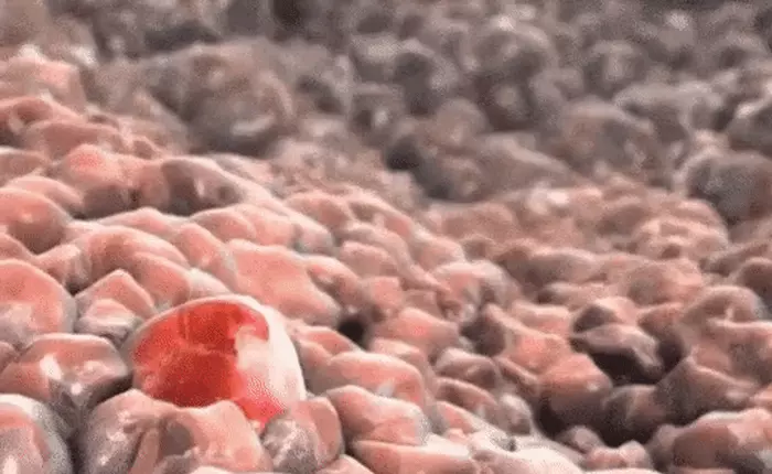 Sputnik - con virus gây sốc cho toàn bộ giới nghiên cứu khoa học bằng cách kí sinh lên… một virus khác