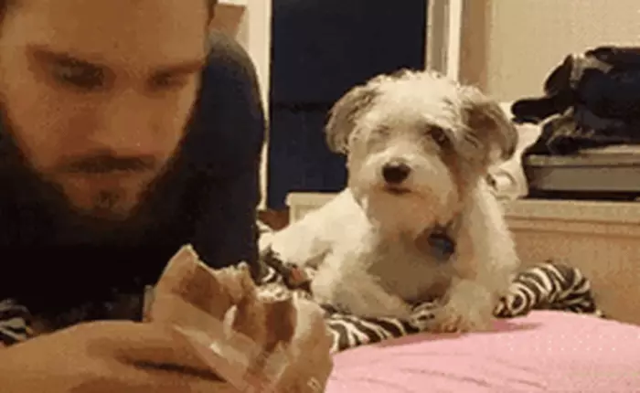 Muôn kiểu xin ăn của những "ông chủ bốn chân", bạn khó lòng mà từ chối