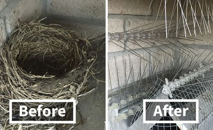 Internet đứng ngồi không yên cùng cuộc chiến với chim trong 4 năm liền