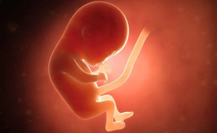 Liệu pháp gen chữa khỏi bệnh bẩm sinh từ giai đoạn bào thai trên chuột, 10 năm nữa có thể ứng dụng trên người