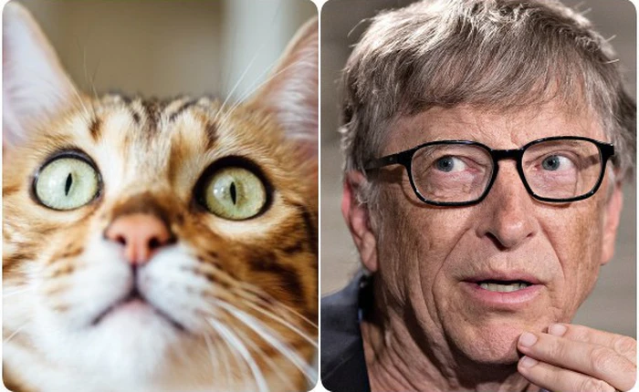 Mèo và các doanh nhân thành đạt: có mối liên hệ rất quái đản mà bạn sẽ không bao giờ nghĩ đến