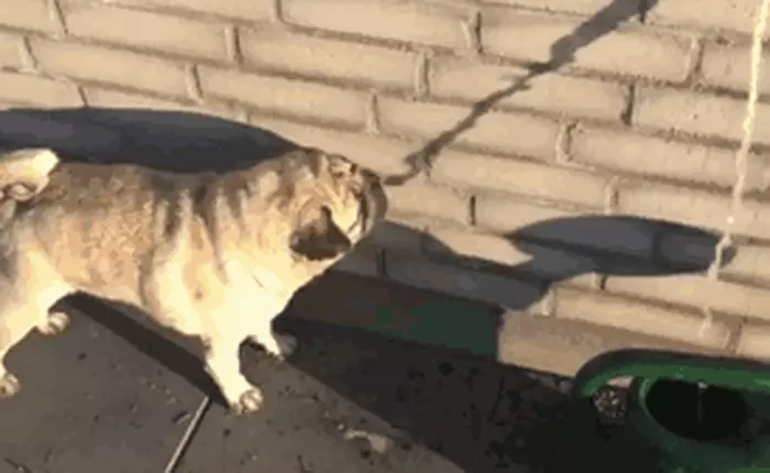 15 chú khuyển vì quá thật thà nên đôi khi hơi ngốc nghếch