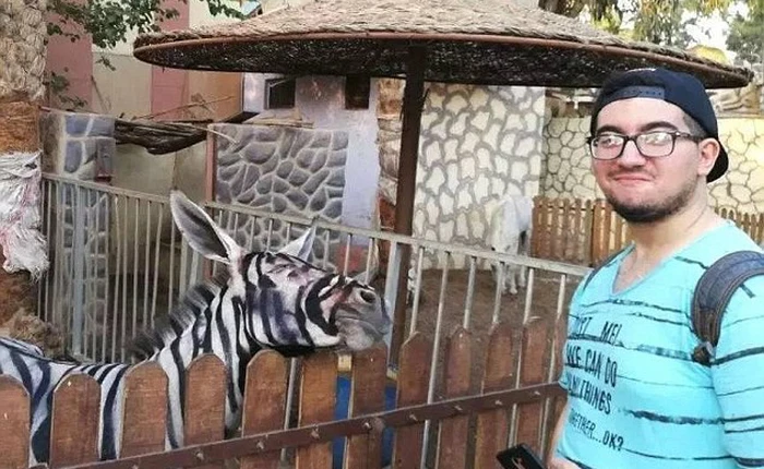 Thanh niên háo hức vào vườn thú xem ngựa vằn ai ngờ phát hiện cả chuồng toàn là lừa cải trang