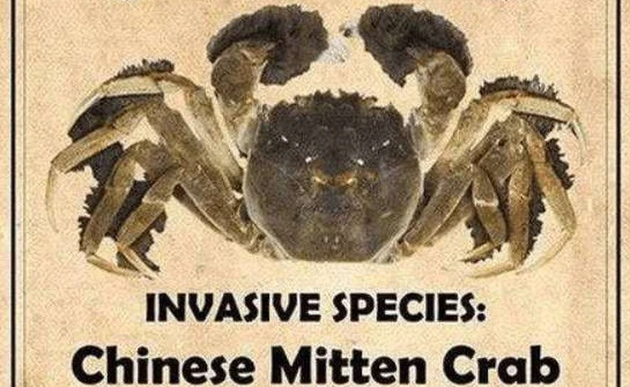 Dân mạng Trung Quốc tình nguyện ăn bớt cua xâm lấn để cứu hệ sinh thái Mỹ