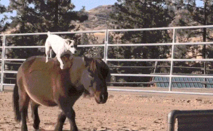 Chuyện lạ: Chú chó có biệt tài cưỡi ngựa không cần dây cương, điều khiển ngựa giỏi như con người