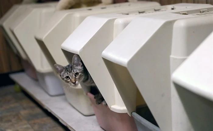 Người nuôi mèo coi chừng: Có một loại ký sinh trùng trong phân mèo khiến bạn bỗng dưng cực "máu" khởi nghiệp