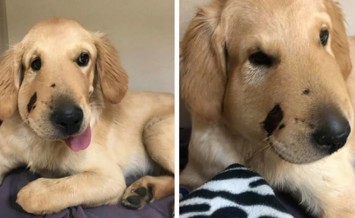 Lấy thân đỡ nhát rắn cắn chí mạng cho cô chủ, chú chó 6 tháng tuổi được ca ngợi như anh hùng