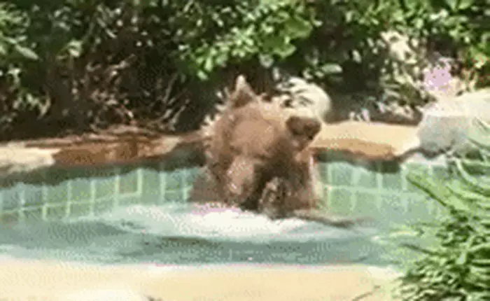 Mỹ: Gấu trèo rào vào nhà dân ngồi bể sục, uống trộm cocktail rồi lăn ra ngủ