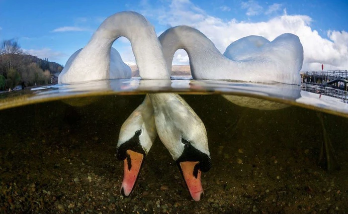 Chiêm ngưỡng những bức ảnh đẹp đến nghẹt thở tại Underwater Photographer Of The Year 2018