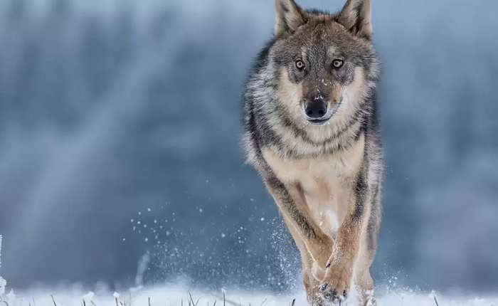 Một con sói xám đơn độc vừa rời "vùng cấm" tại Chernobyl