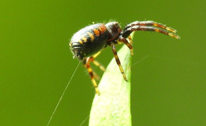 Nghiên cứu mới: Nhện có thể dùng điện để bay trong không khí