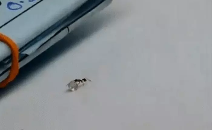 Mỹ: Bắt quả tang con kiến trộm đá quý trong tiệm bán sỉ kim cương