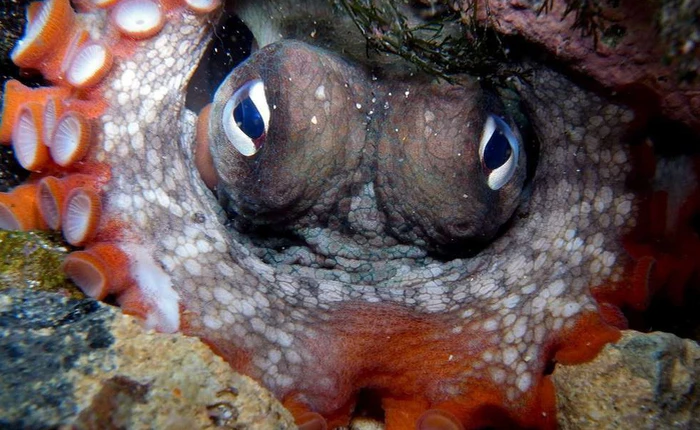 Biến đổi khí hậu là mối lo toàn cầu nhưng đối với loài vật này lại là niềm hạnh phúc