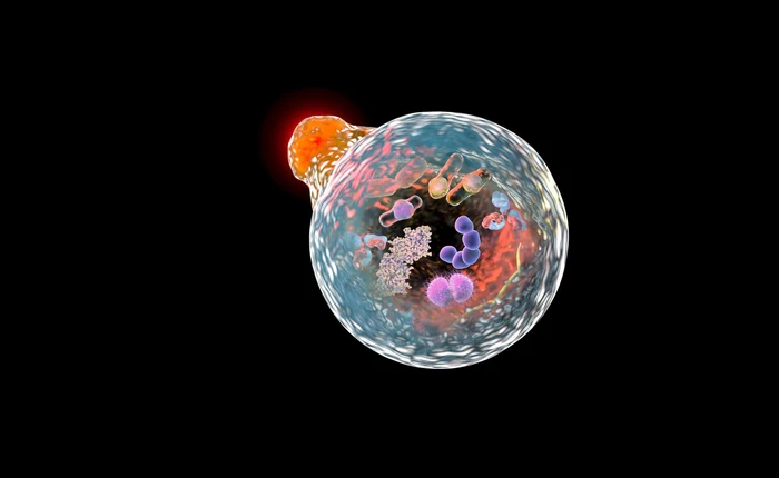 Sách giáo khoa sinh học sẽ có thêm bài mới, sau khi các nhà khoa học đo được tốc độ chết của tế bào