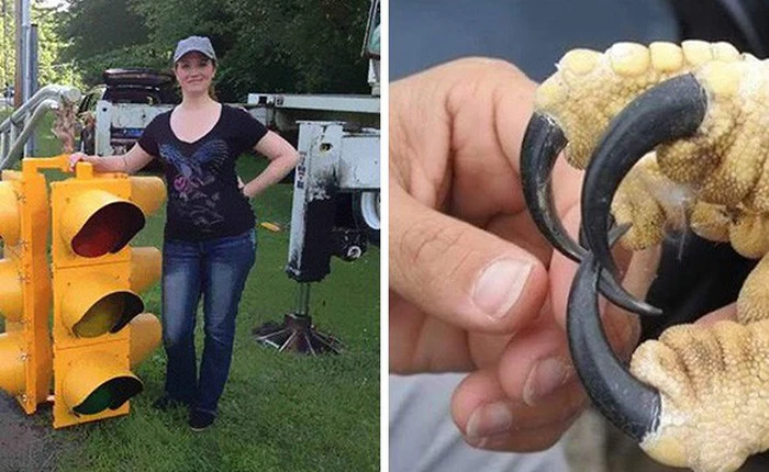 Mười mấy thứ trông xa tưởng nhỏ, lại gần mới thấy rõ to