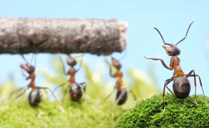 Sau này có muốn lười biếng thì hãy lười có kế hoạch như loài kiến