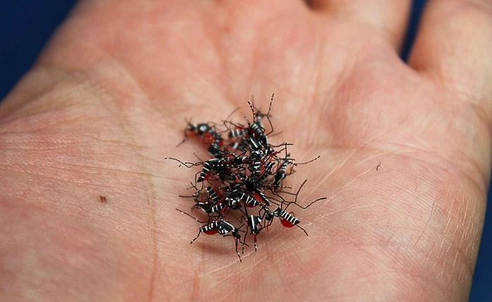 Lũ muỗi "giấy” này trông thật đến nỗi ai nhìn cũng muốn đập cho phát