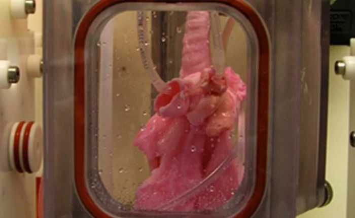 Sau 15 năm, các nhà khoa học đã "luyện" được phổi nhân tạo trong lò phản ứng sinh học