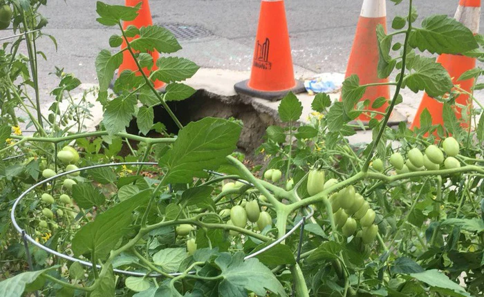 Chờ mãi không thấy vá, người dân Toronto trồng cà chua vào ổ gà và còn sắp được thu hoạch nữa cơ